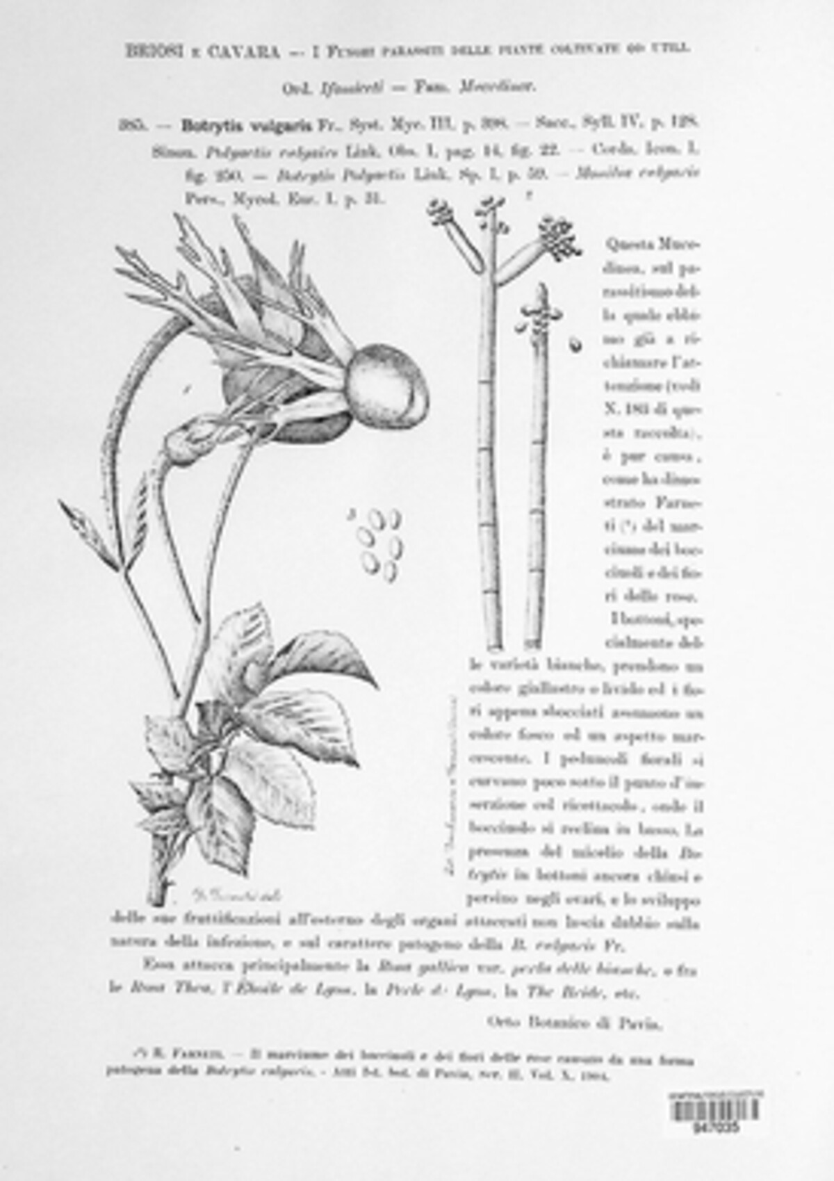 Botrytis cinerea image
